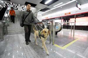 Guide dogs trained in NE China