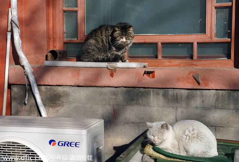Stray cats wander in and around Forbidden City