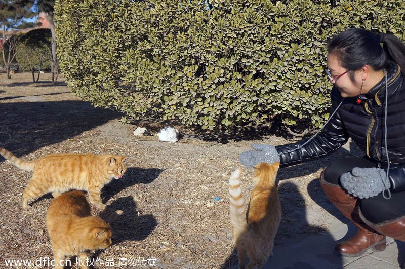 Stray cats wander in and around Forbidden City