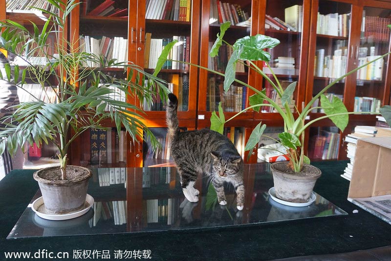 Stray cats wander in and around Forbidden City
