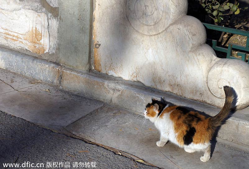 Stray cats wander in and around Forbidden City
