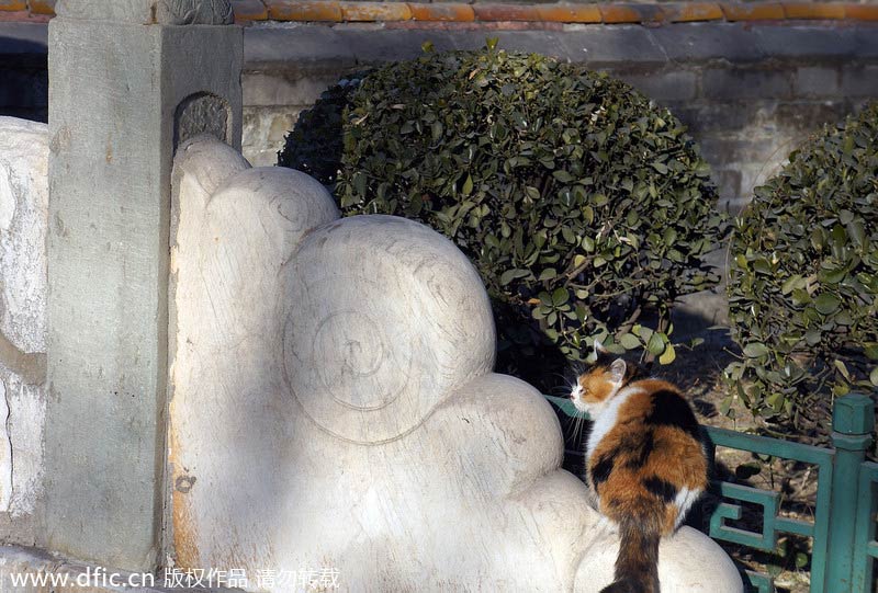 Stray cats wander in and around Forbidden City