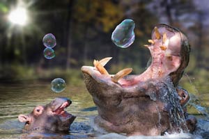 Stray cats wander in and around Forbidden City