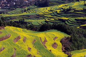 China produces genetic map of Tibetan barley