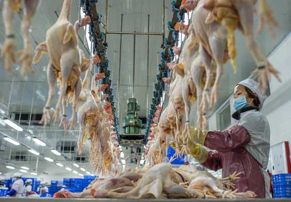 Live poultry markets to be closed in S China