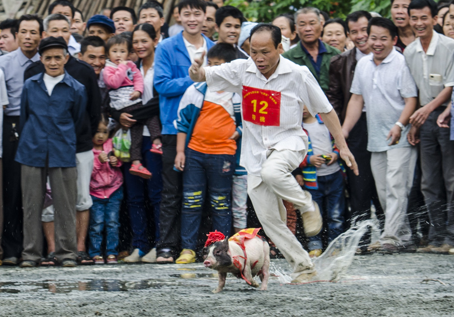 Fast-pacing piglets in S China