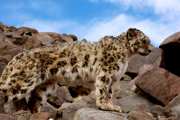 Tibet steps up efforts to protect leopards