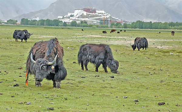 Tibet ranks second in wetland preservation