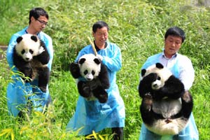 'Panda' exhibition to raise awareness of environmental protection