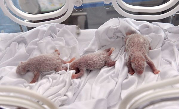 Panda has healthy triplet cubs in Guangzhou