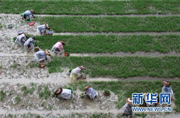 China's super rice hopeful to yield over 1,000 Kg per mu