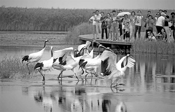 5,000 villagers face relocation to save endangered red-crowned cranes