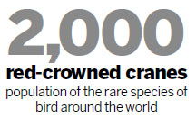 5,000 villagers face relocation to save endangered red-crowned cranes
