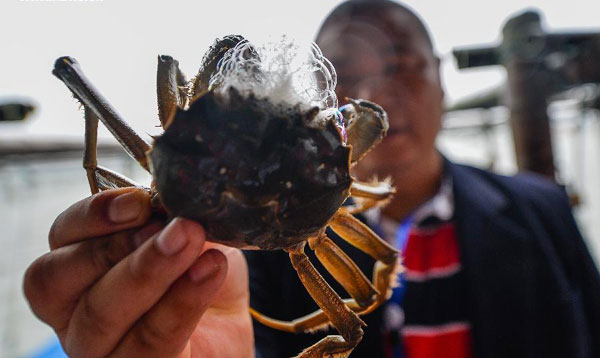 Crab harvest in China's Yangcheng Lake