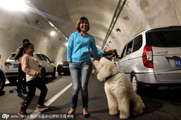 Traffic jam turns tunnel into a dog-walking lot