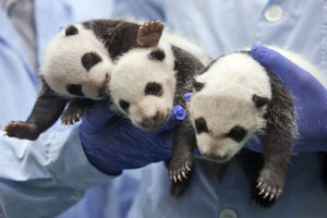 Panda triplets celebrate 100 days