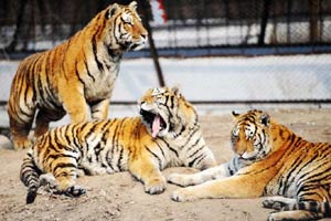 China intensifies protection for Siberian tigers