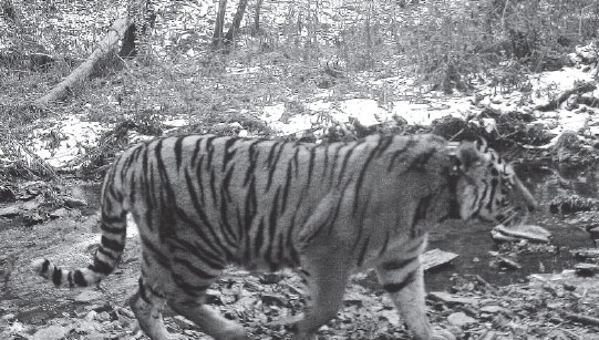 Another of Putin's 3 tigers blamed for kills in NE China