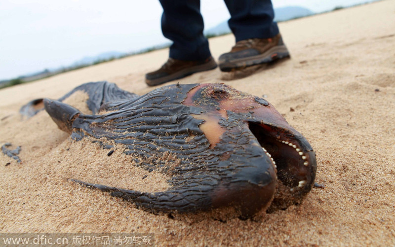 Endangered porpoise beached in Jiangxi