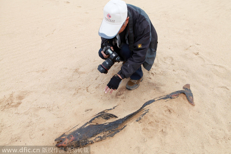 Endangered porpoise beached in Jiangxi