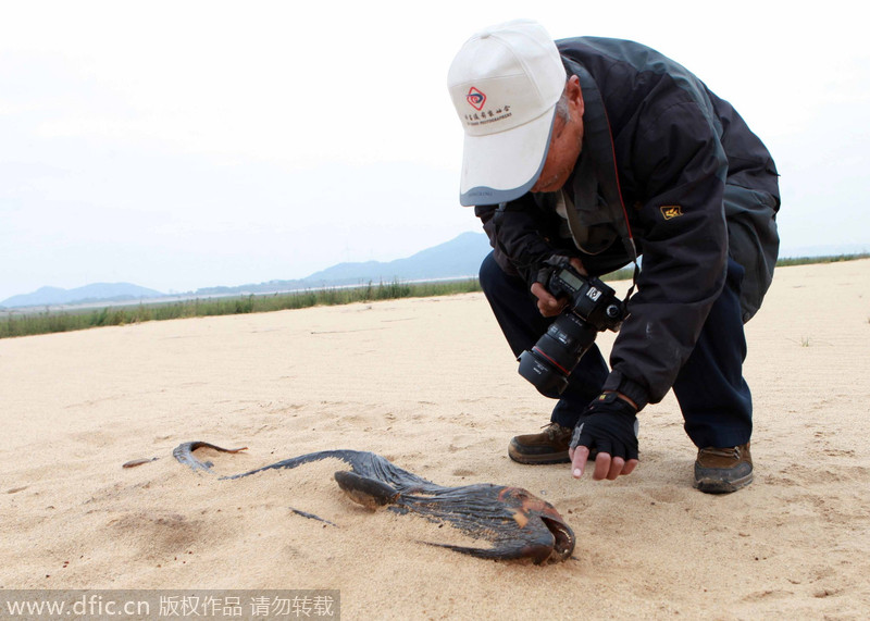 Endangered porpoise beached in Jiangxi