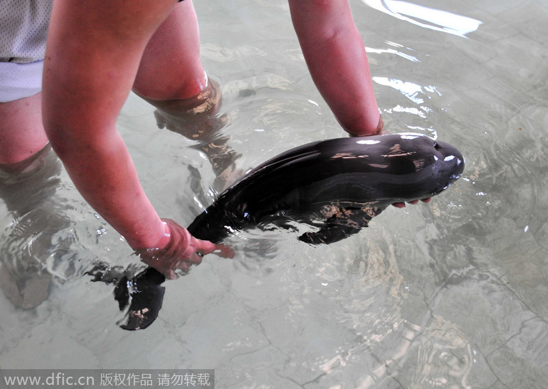 Endangered porpoise beached in Jiangxi
