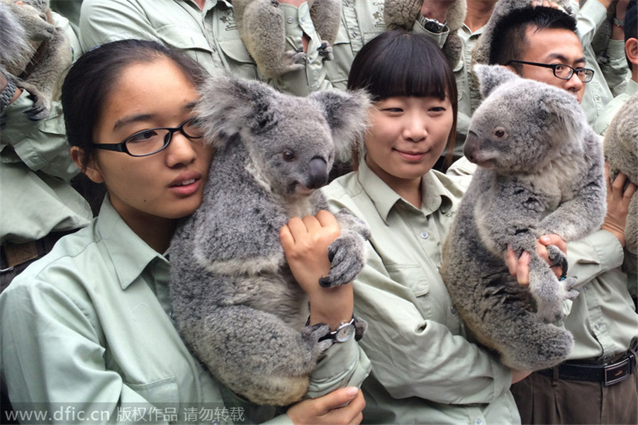Guangzhou zoo is home to five generations of koalas
