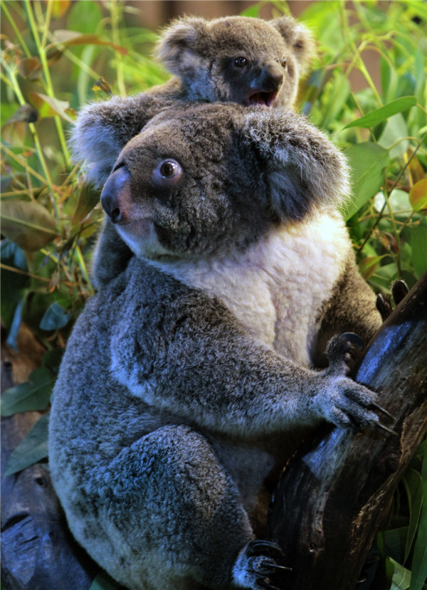 Guangzhou zoo is home to five generations of koalas