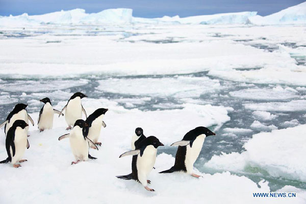 Penguins play near Zhongshan Antarctic Station