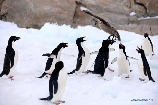 Penguins play near Zhongshan Antarctic Station