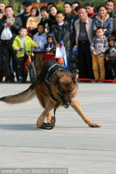 Police reveal role dogs play in fighting crime