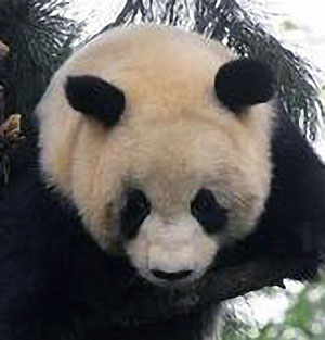 Vets battle to save stricken panda in Shaanxi