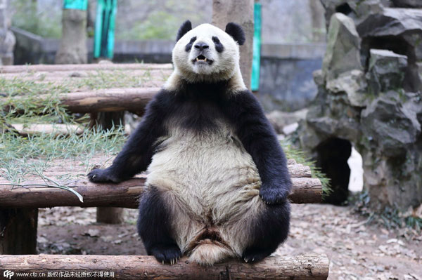 Tuckered out panda goes viral