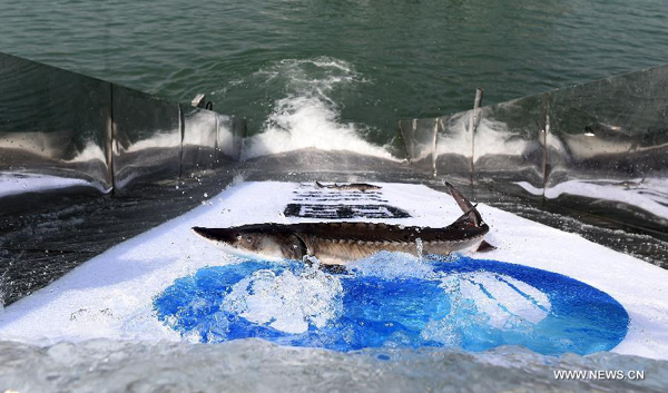 3,000 Chinese sturgeons released into Yangtze River