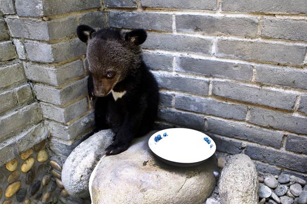 Lost baby bear rescued