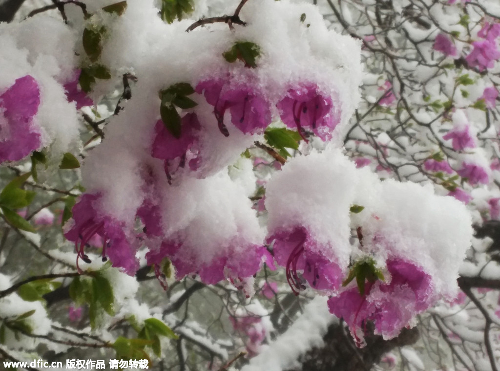 Snow lashes large swathe of China in early May