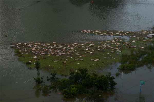 16,000 pigs drowned in SW China rainstorm