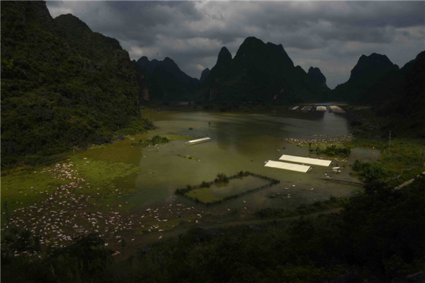 16,000 pigs drowned in SW China rainstorm