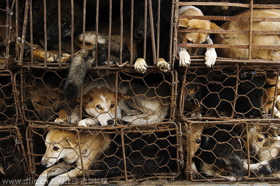 Friends or food? Big data reveals what China thinks of dog meat