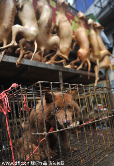 Friends or food? Big data reveals what China thinks of dog meat