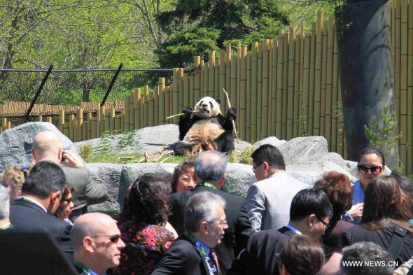 China says no to profit-only panda exhibitions