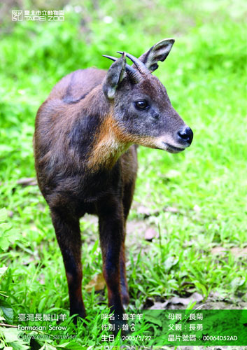 Taiwan to send deer, serows as gifts to mainland