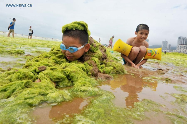 Seashore occupied by green algae in Qingdao