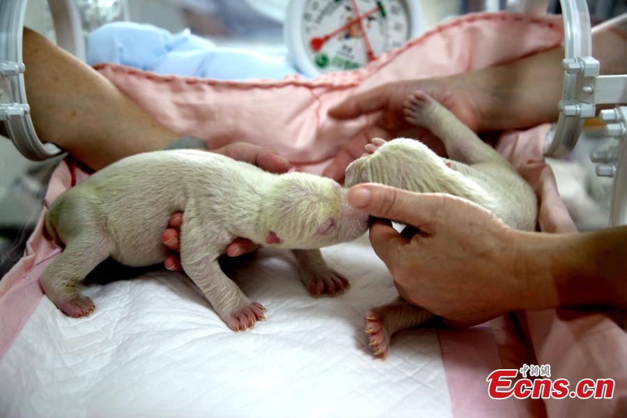 Polar bear gives birth to twin cubs