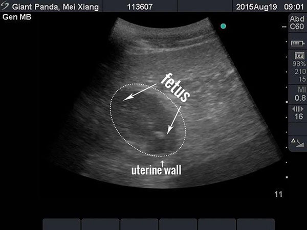 Giant panda Mei Xiang at US zoo expected to give birth soon