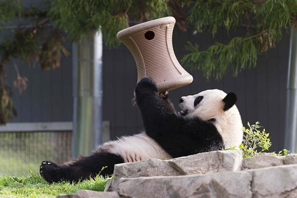 Giant panda Mei Xiang at US zoo expected to give birth soon