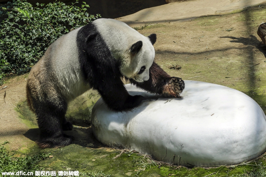 Panda gives birth in Malaysia