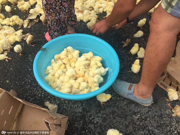 Looters seize chicks spilled on road