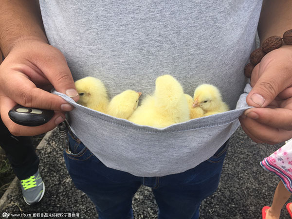 Looters seize chicks spilled on road