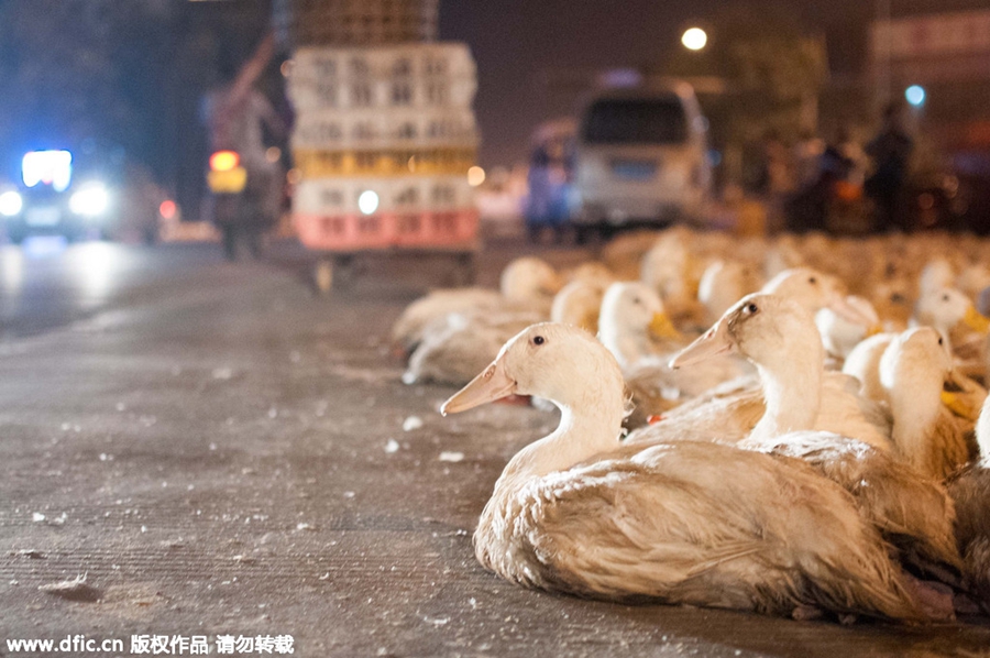 100,000 live ducks sold in Guangxi street to mark Ghost Festival